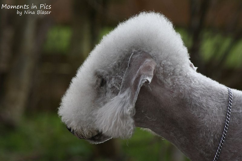 2010-04-02 Airis Blue Volshebny Svet (14).JPG